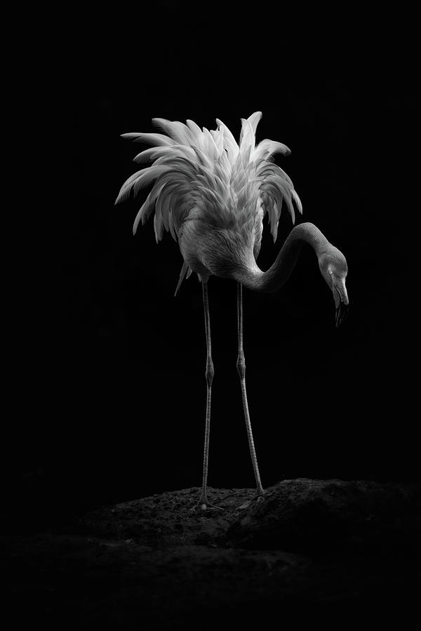 Flamingo #1 Photograph by Billy Currie Photography
