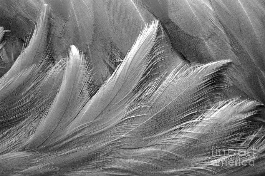 Flamingo Feather Patterns Black And White #1 Photograph by Adam Jewell