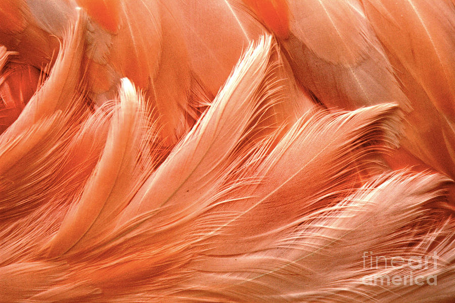Flamingo Feather Swirl Patterns Photograph by Adam Jewell