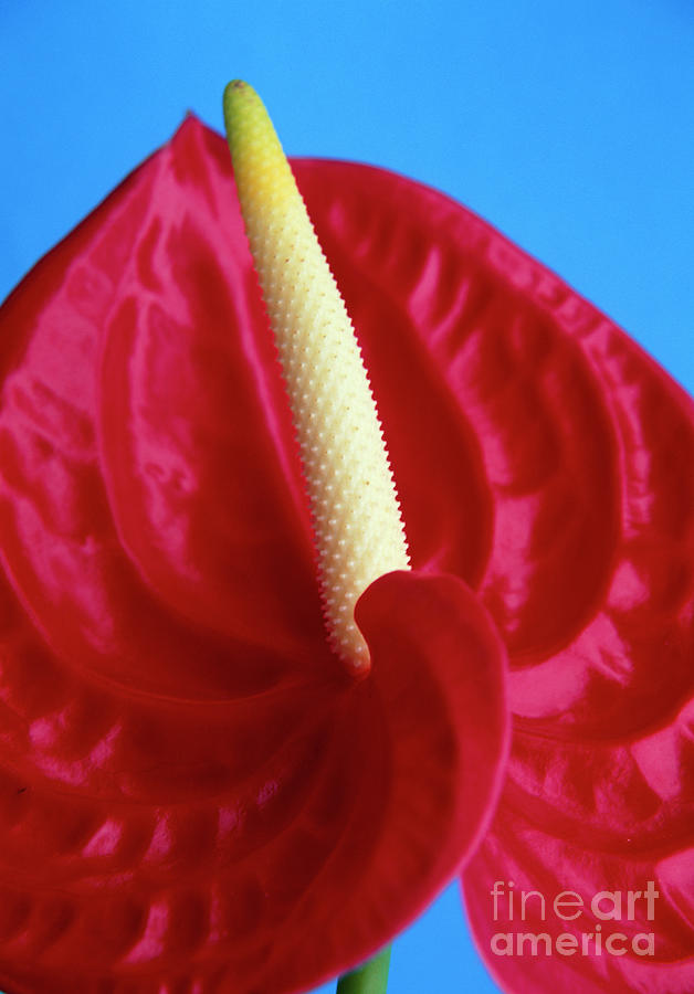 Flamingo Flower #1 Photograph by Catherine Lewis/science Photo Library