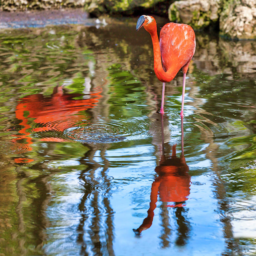 Flamingo Gardens, Davie, Fl #1 Digital Art by Lumiere