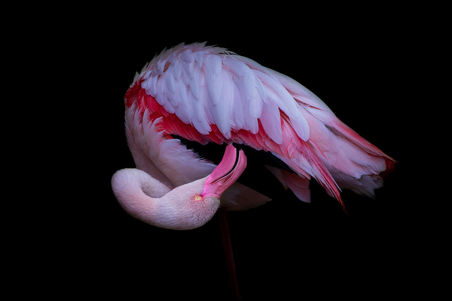 Flamingo Photograph - Flamingo #1 by Natalia Rublina