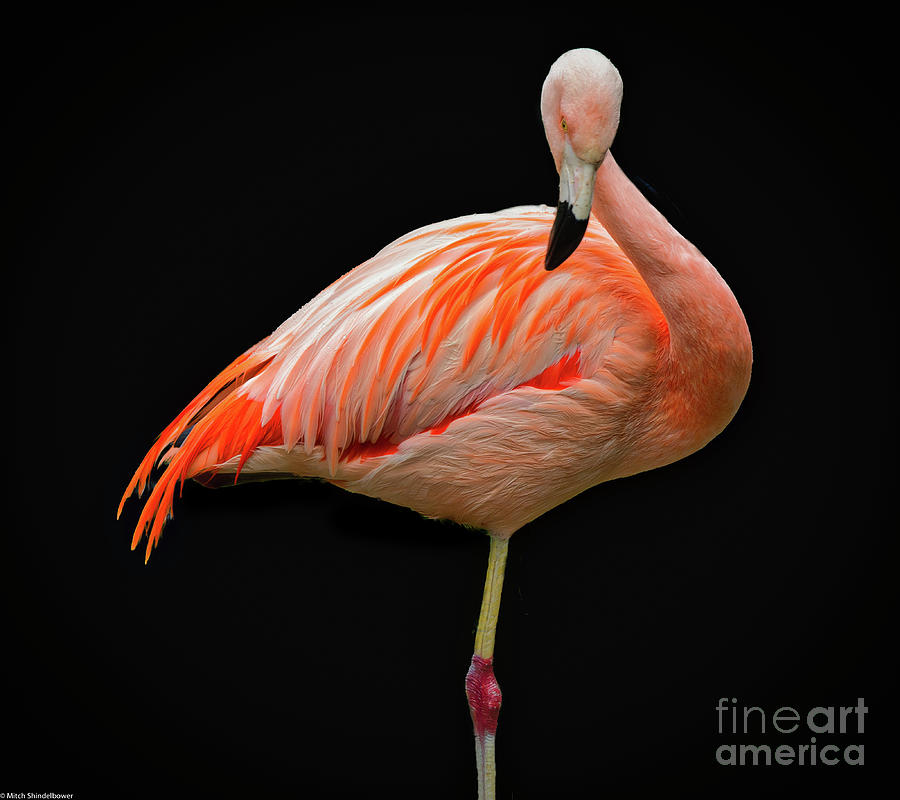 Flamingo On Black #1 Photograph by Mitch Shindelbower