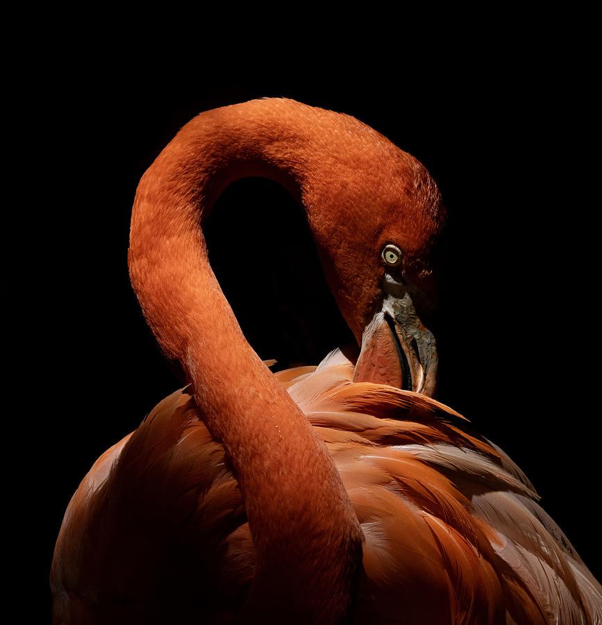 Flamingo? #1 Photograph by Takafumi Yamashita