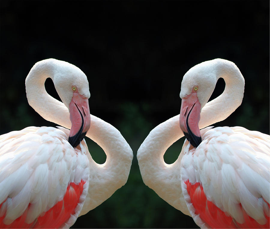 Flamingo #1 Photograph by Toolx