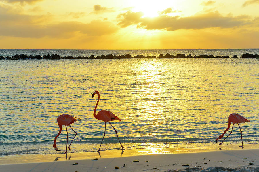 Beach Digital Art - Flamingoes On Beach, Aruba #1 by Werner Bertsch