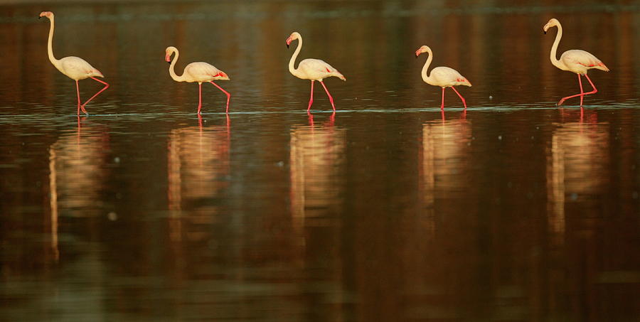 Flamingoes Wade In The Dusk Light Photograph by Mike Hutchings - Fine ...