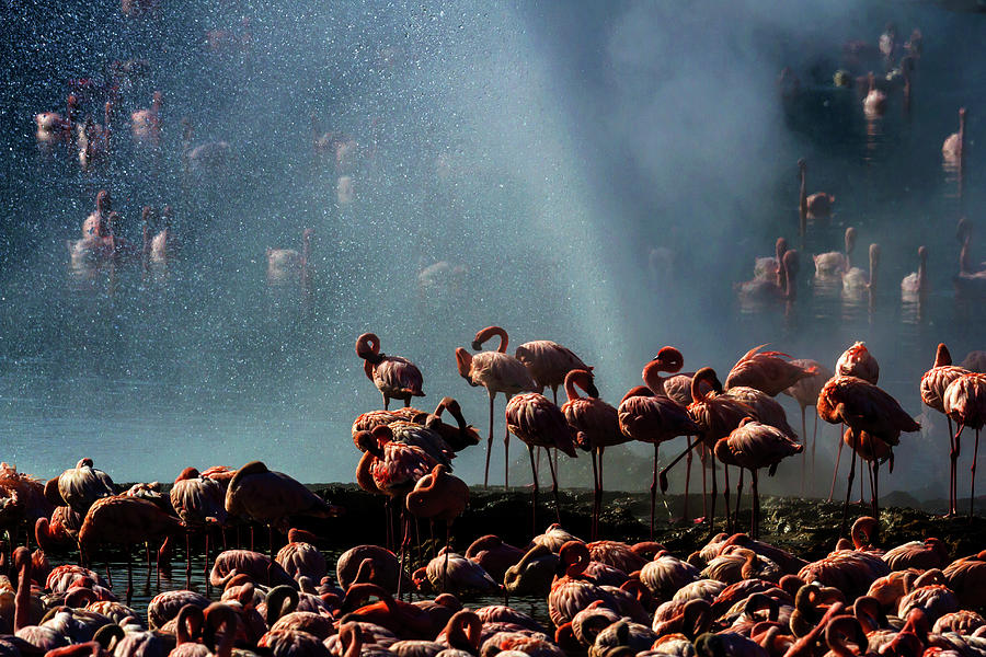 Flamingos Around Hot Water Springs At #1 Photograph by Manoj Shah