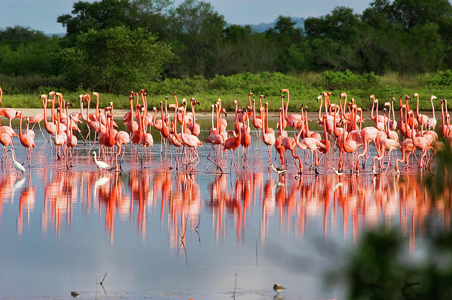 Flamingos At A Tropical Coastal Lagoon #1 Photograph by Apomares