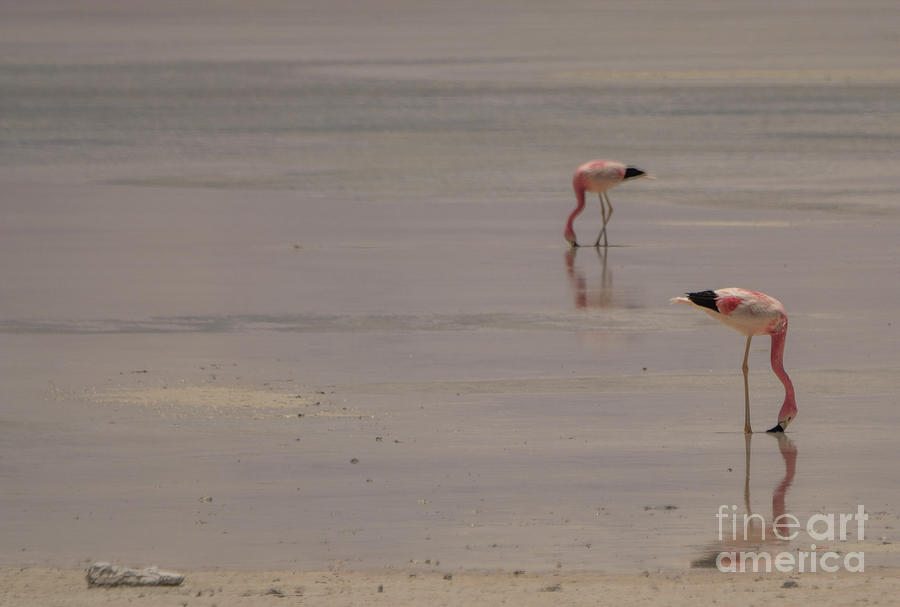 Flamingos #1 Photograph by Brian Kamprath