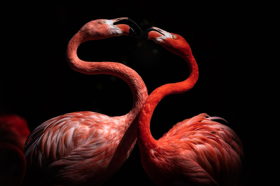Flamingos #1 Photograph by Eiji Itoyama