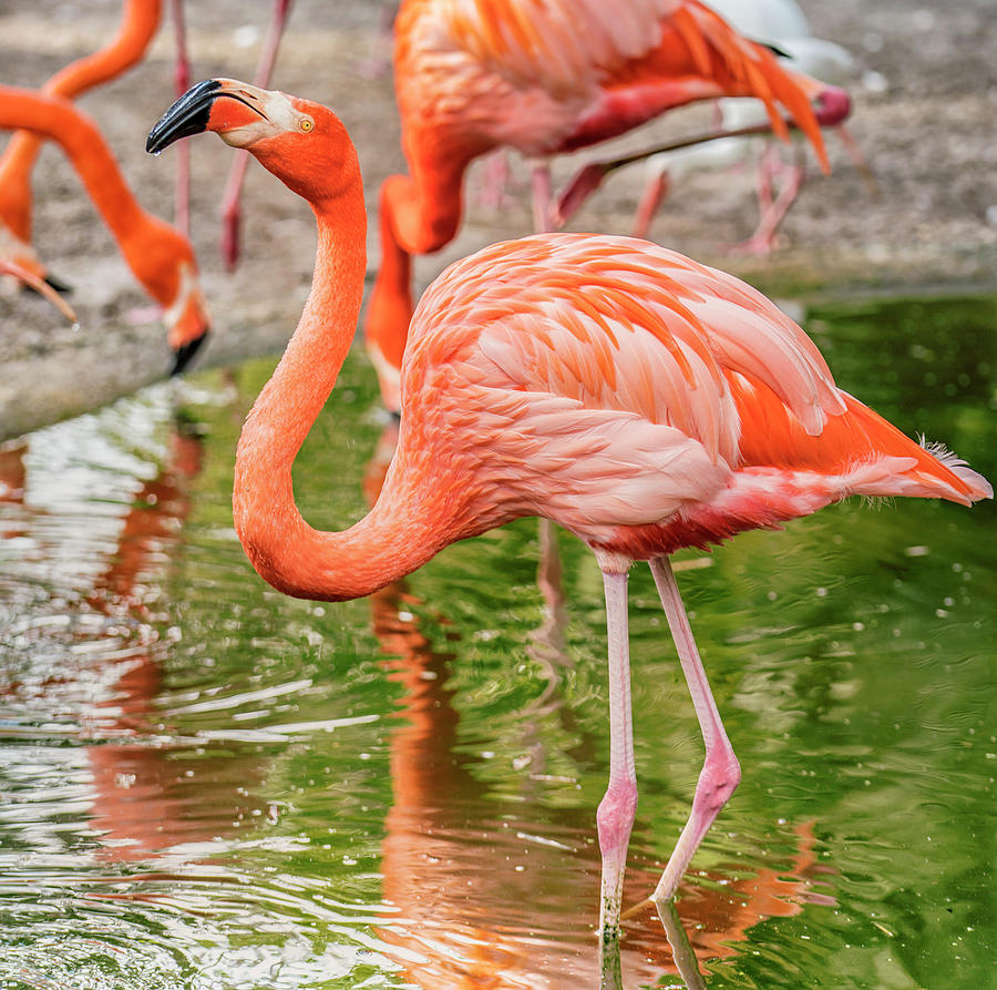 Flamingos #1 Digital Art by Laura Zeid