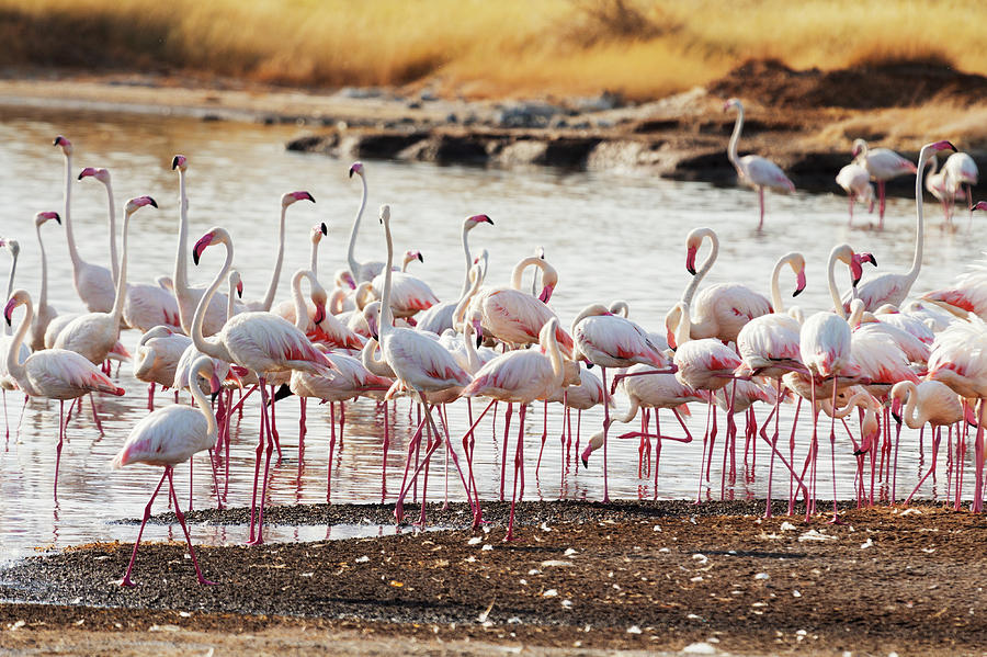 Flamingos Near Bogoria Lake, Kenya #1 Photograph by Ivanmateev