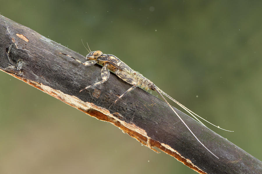 Animal Photograph - Flathead Mayfly Nymph, On Piece Of Submerged Wood, Europe #1 by Jan Hamrsky / Naturepl.com