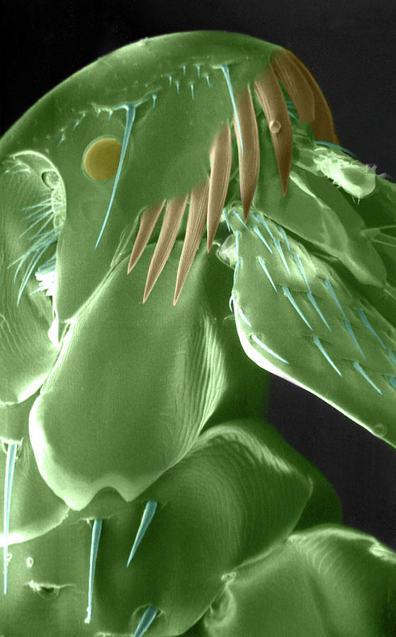 Flea, Siphonaptera, Sem #1 Photograph by Science Source