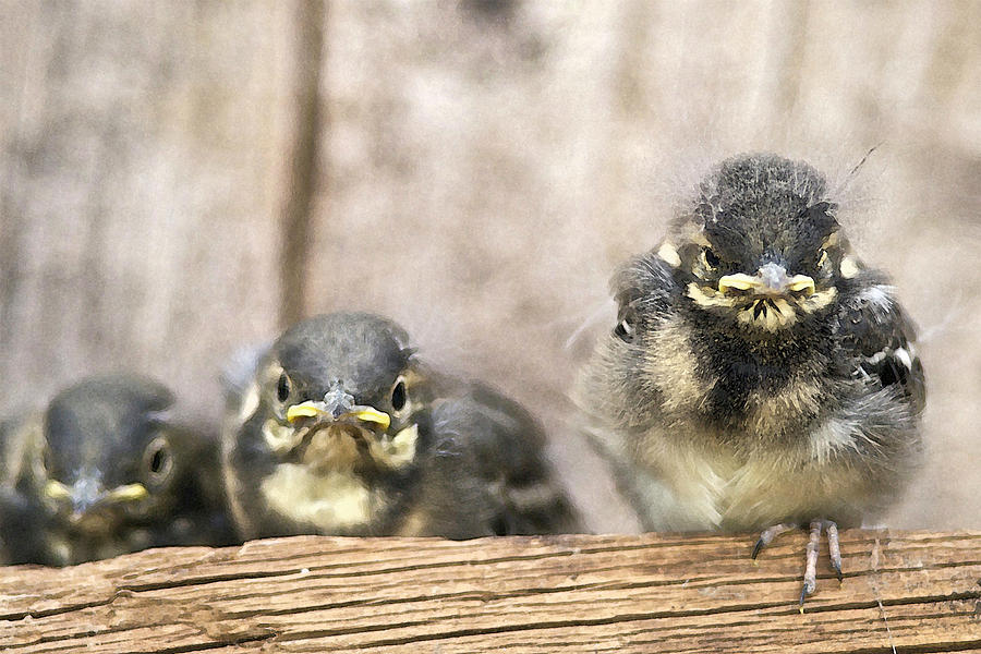 Fledglings baby birds Pied Wagtails Photograph by David Cole