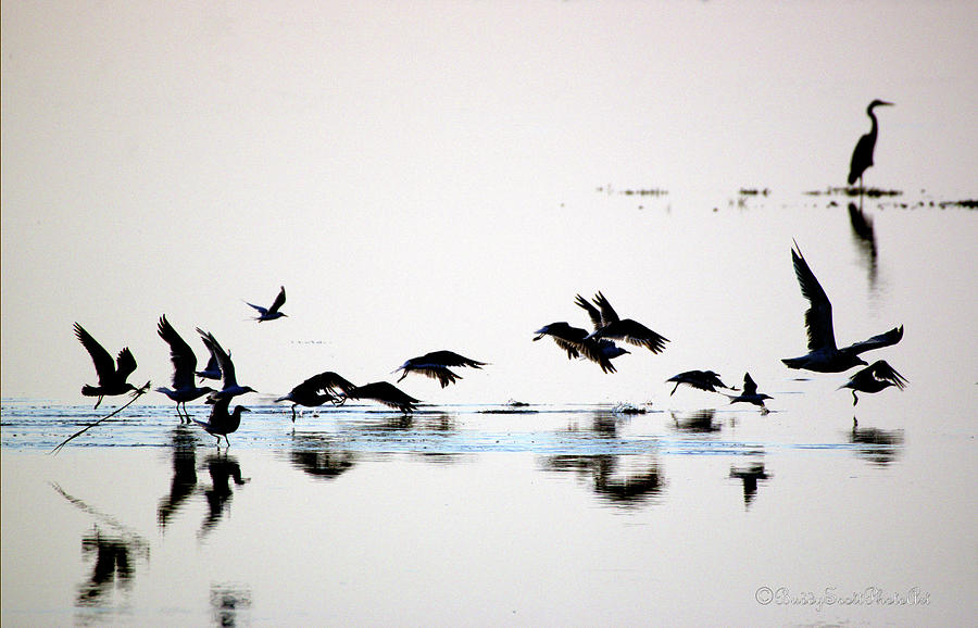 Flight by Buddy Scott Flight by Buddy Scott