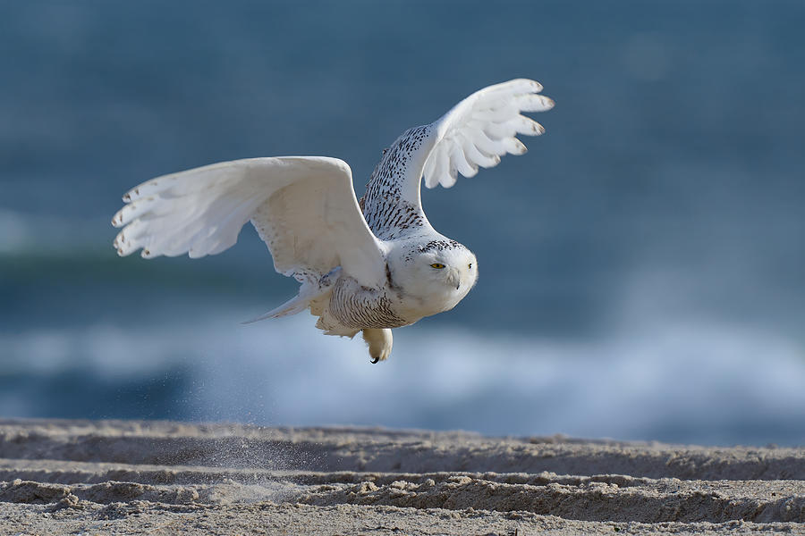 Flight Of The Snowy Owl #1 Photograph by Johnny Chen
