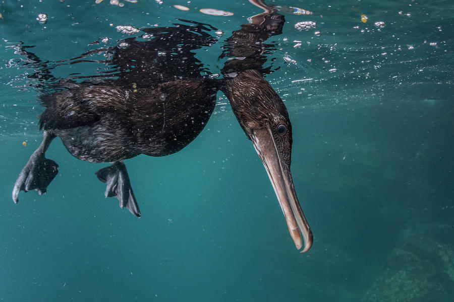 Wildlife Photograph - Flightless Cormorant Diving. Galapagos Islands, Ecuador. #1 by Tui De Roy / Naturepl.com