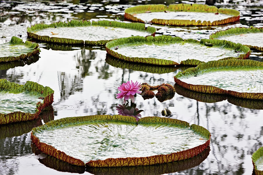 Nature Digital Art - Floating Lotus Leaves And Flower On Mekong River At Can Tho, Vietnam #1 by Oanh