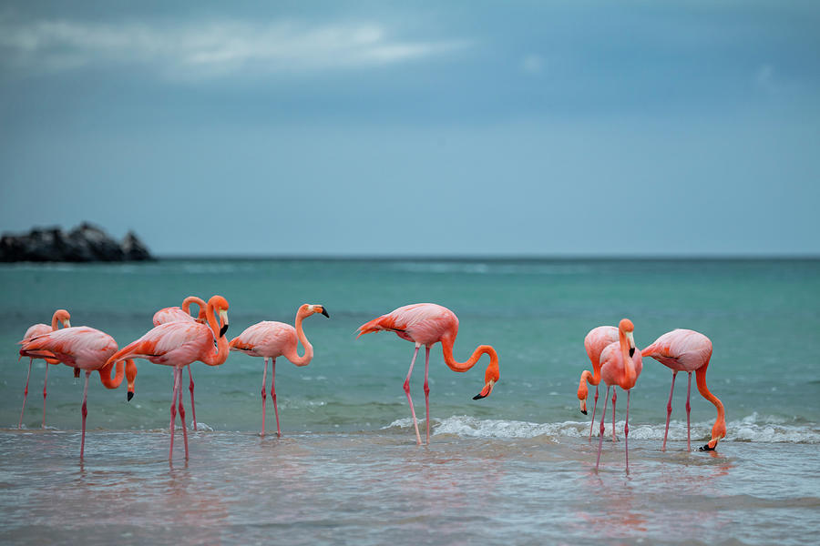 Wildlife Photograph - Flock Of American Flamingos Gathered Along Beach Before #1 by Tui De Roy / Naturepl.com