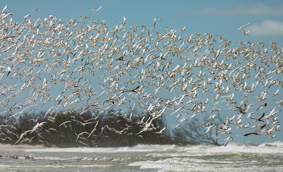 Flock of Birds #1 Photograph by Lisa Malecki