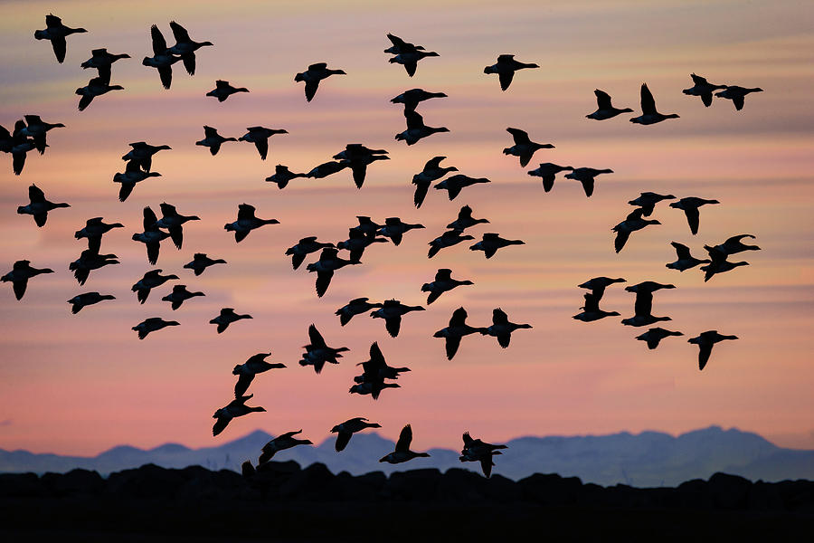 flock-of-geese-flying-at-sunset-photograph-by-panoramic-images