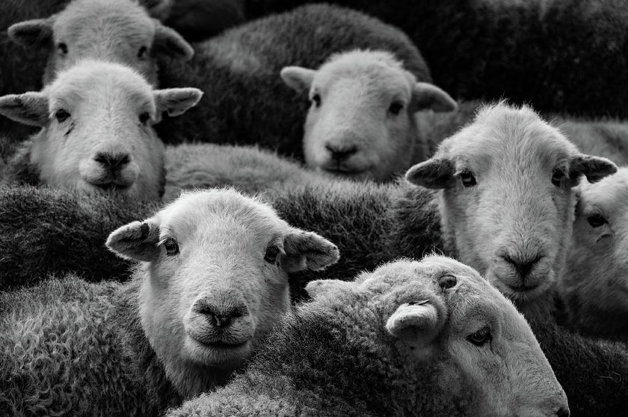 Sheep Mixed Media - Flock Of Herdwicks #1 by Smart Aviation