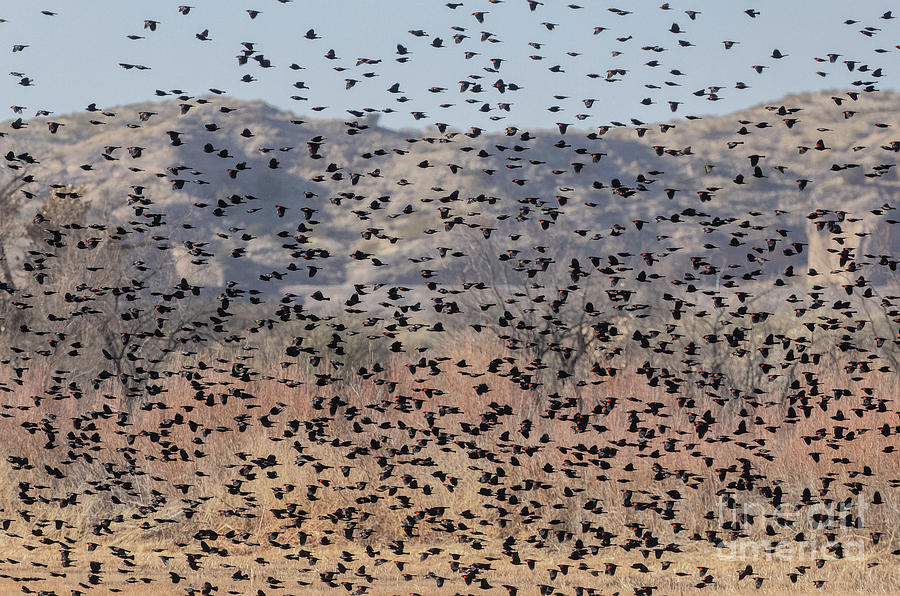 Flock Of Red-winged Blackbird In Flight #1 Photograph by Bob Gibbons/science Photo Library