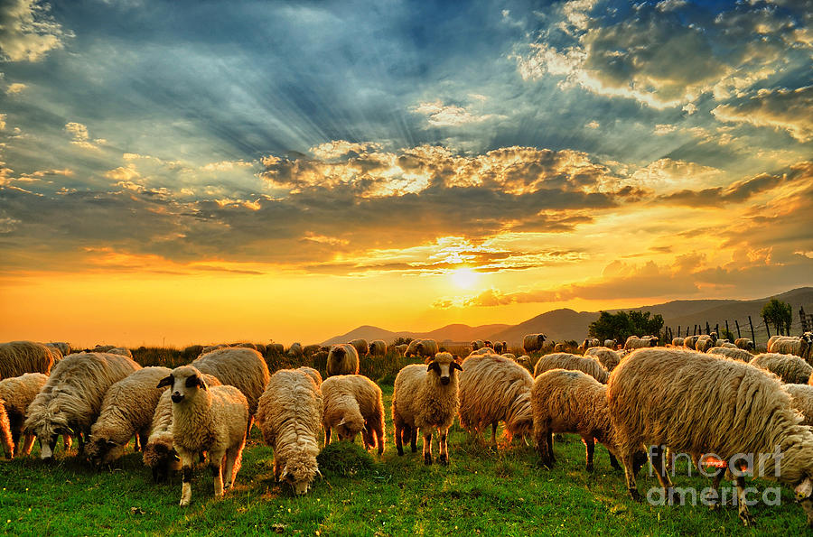 Flock Of Sheep Grazing In A Hill Photograph by Mihai tamasila - Pixels