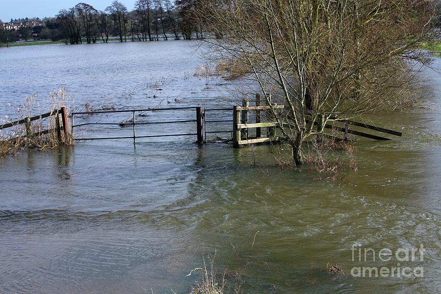 Tree Photograph - Flooding #1 by Victor De Schwanberg/science Photo Library
