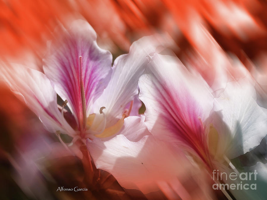 Flores de Andalucia by Alfonso Garcia Flores de Andalucia by Alfonso Garcia