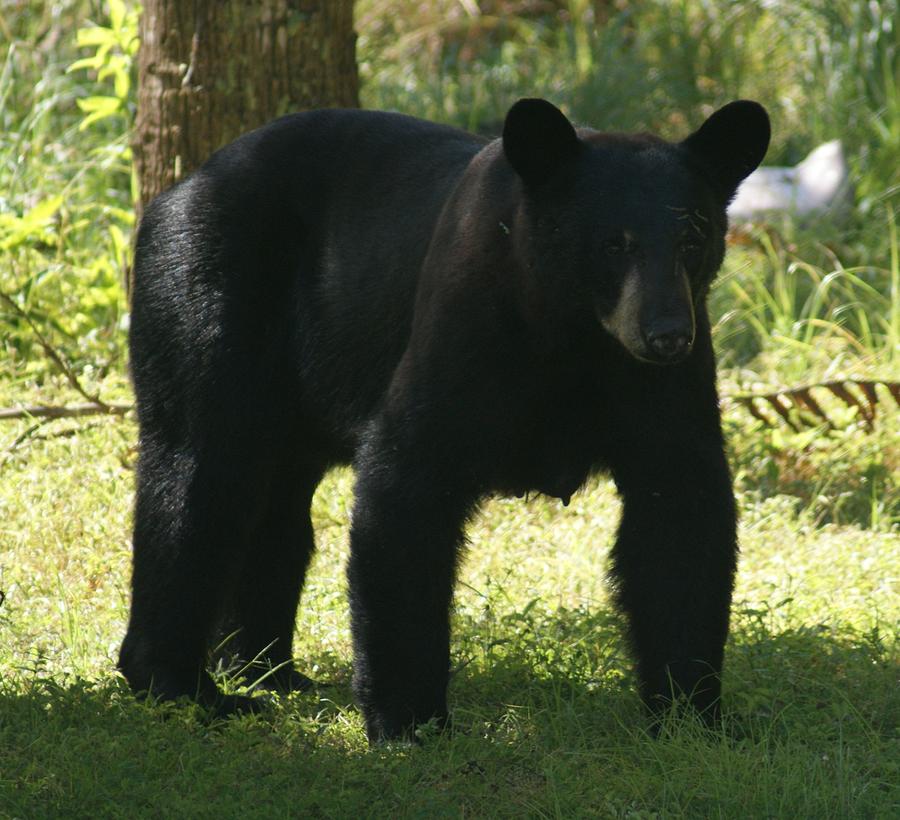 Florida Black Bear #1 Photograph by Lindsey Floyd