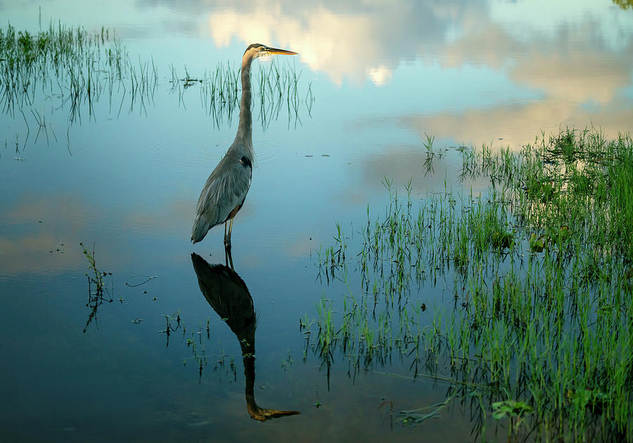 Florida, Everglades, Great Blue Heron, Arthur R. Marshall Loxahatchee Wildlife Refuge #1 Digital Art by Gabriel Jaime Jimenez
