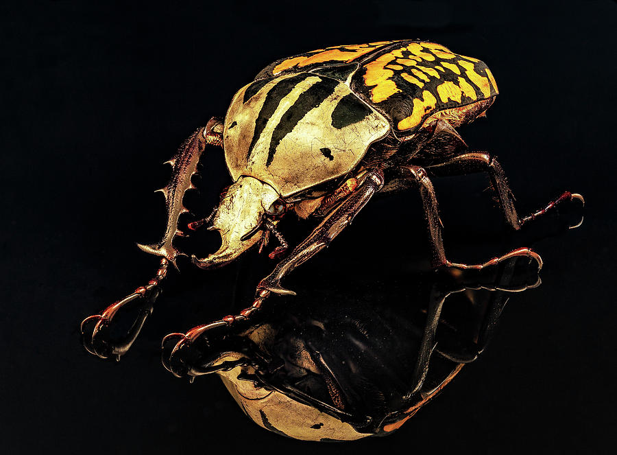 Flower Beetle by Gary Shepard Flower Beetle by Gary Shepard