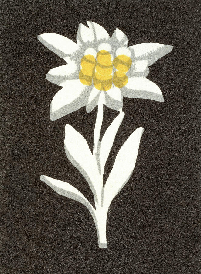 Vintage Drawing - Flower #1 by CSA Images
