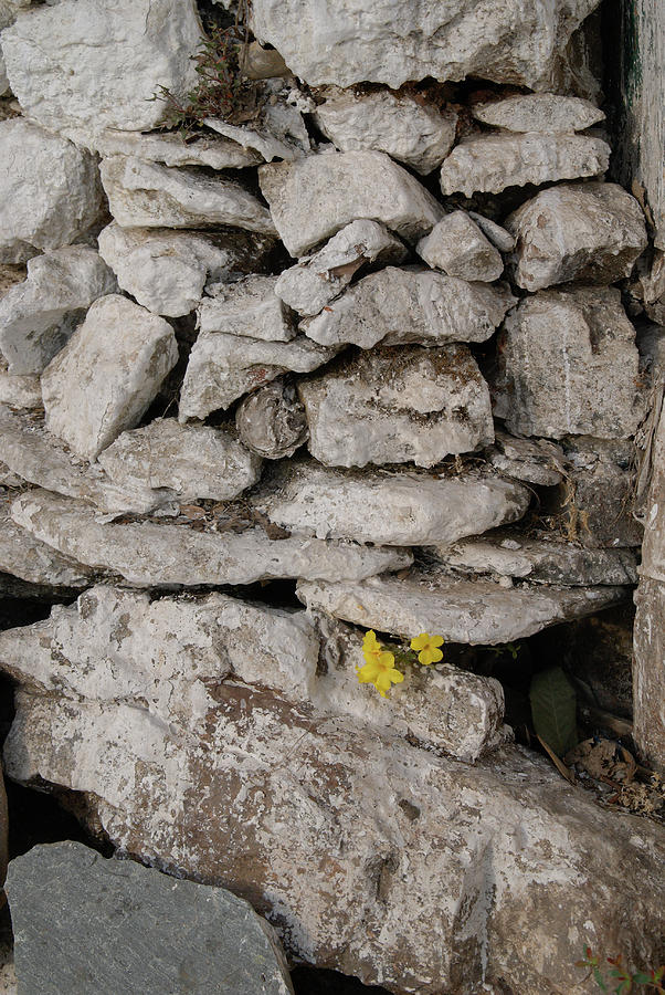 Flower in the rocks along the Kora in  McLeod Ganj #1 Digital Art by Carol Ailles