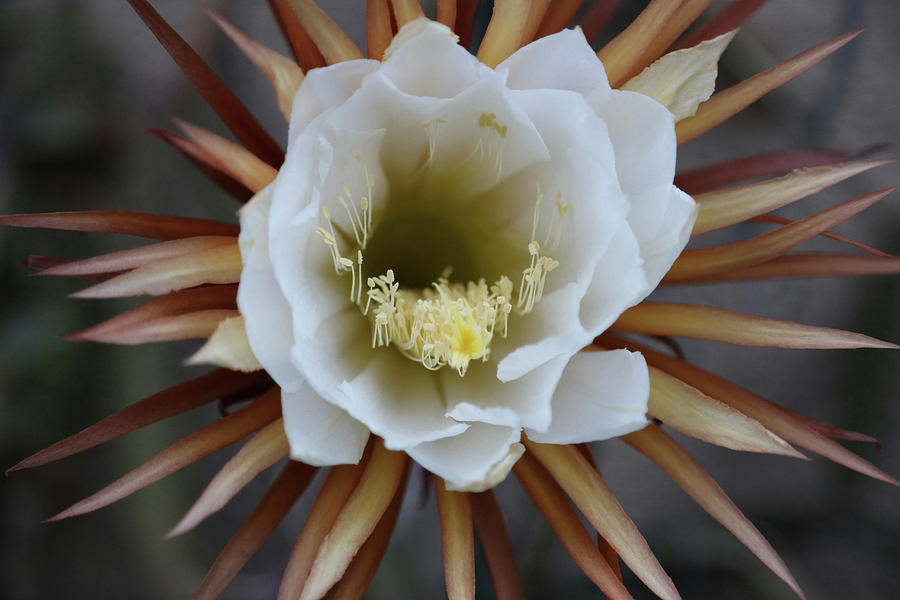 Flower Portrait Of The queen Of The Night #1 Photograph by Sonja Zelano