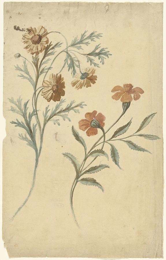 Flower Study Of A Red And A Brown Flower, Elias Van Nijmegen, 1677 - 1755 Painting