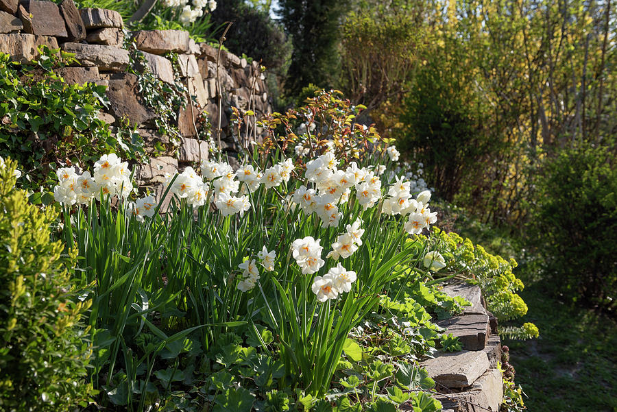 Flowering Daffodils bridal Crown In The Hillside Garden, Terraced With Dry Stone Walls #1 Photograph by Ira Hilger