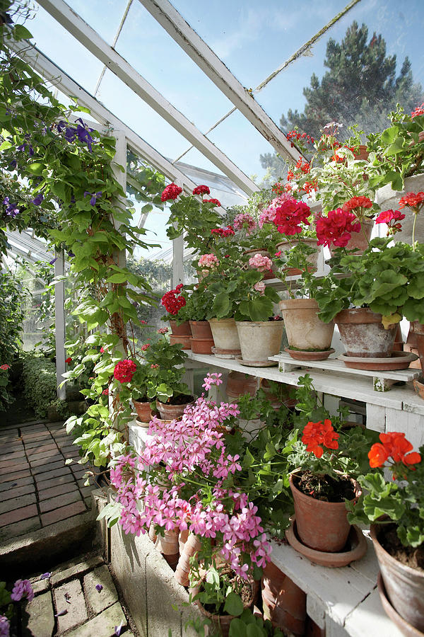 Flowering Geraniums In Greenhouse #1 Photograph by Kennet House Of Pictures / Havgaard