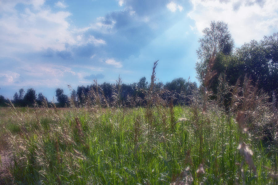 Flowering Grass Photograph by Margarita Buslaeva - Fine Art America