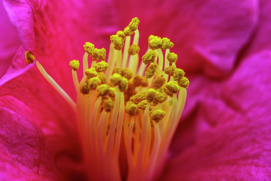 Flowering Pink Peony #1 Digital Art by Claudia Uripos