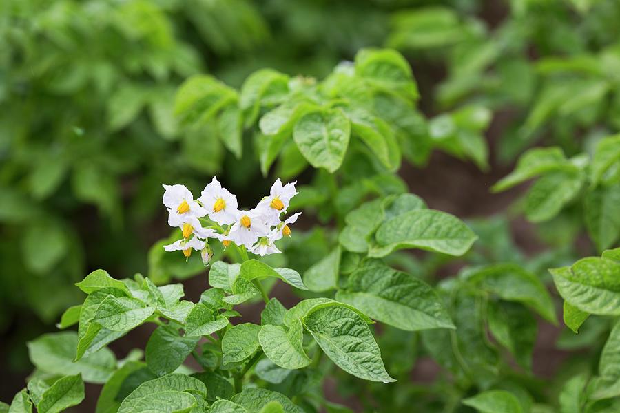 Flowering Potato Plants In A Field Photograph by Malgorzata Laniak ...