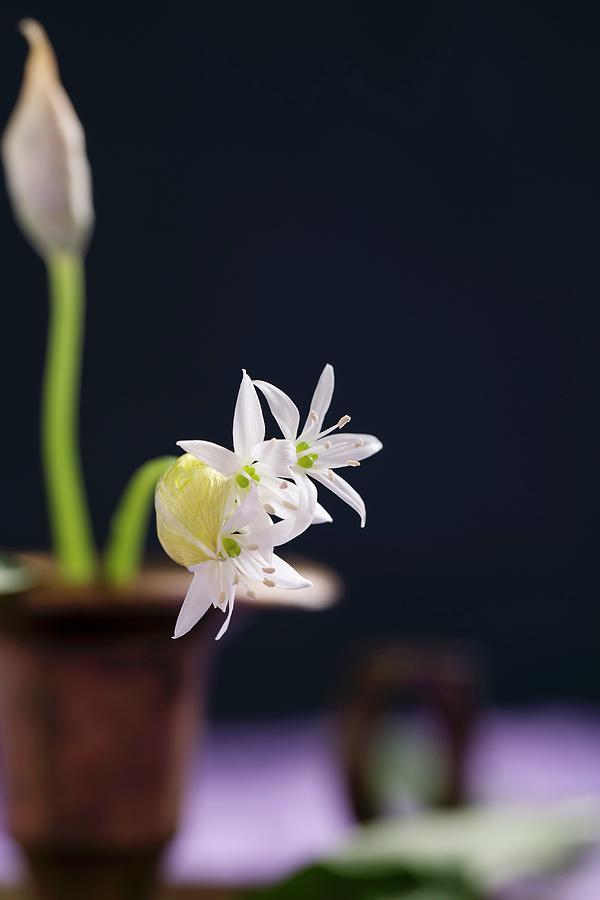 Flowering Ramsons wild Garlic #1 Photograph by Mandy Reschke