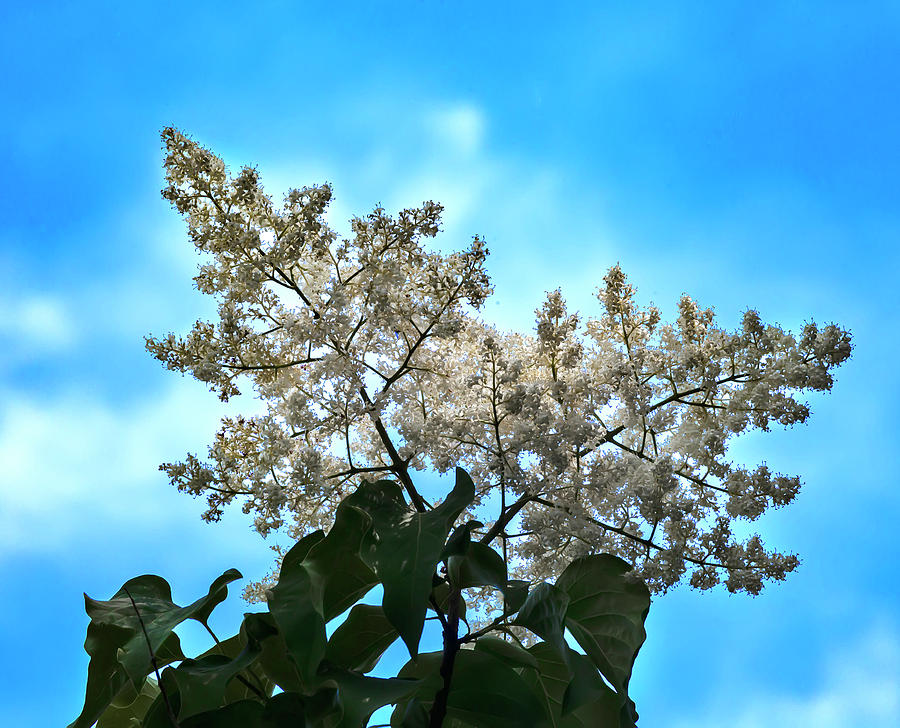 Flowering Spring Tree #1 Photograph by Robert Ullmann