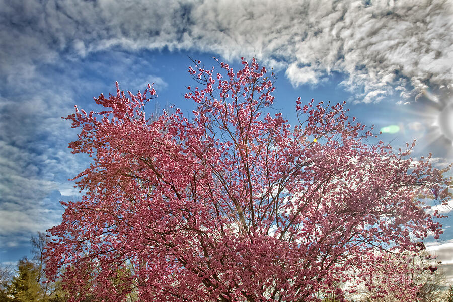 Flowering Tree #1 Photograph by Robert Bales