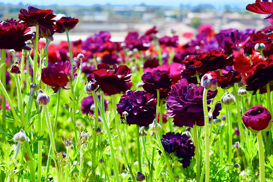 Purple Giant Tecolote Ranunculus flowers VI Photograph by Bnte Creations