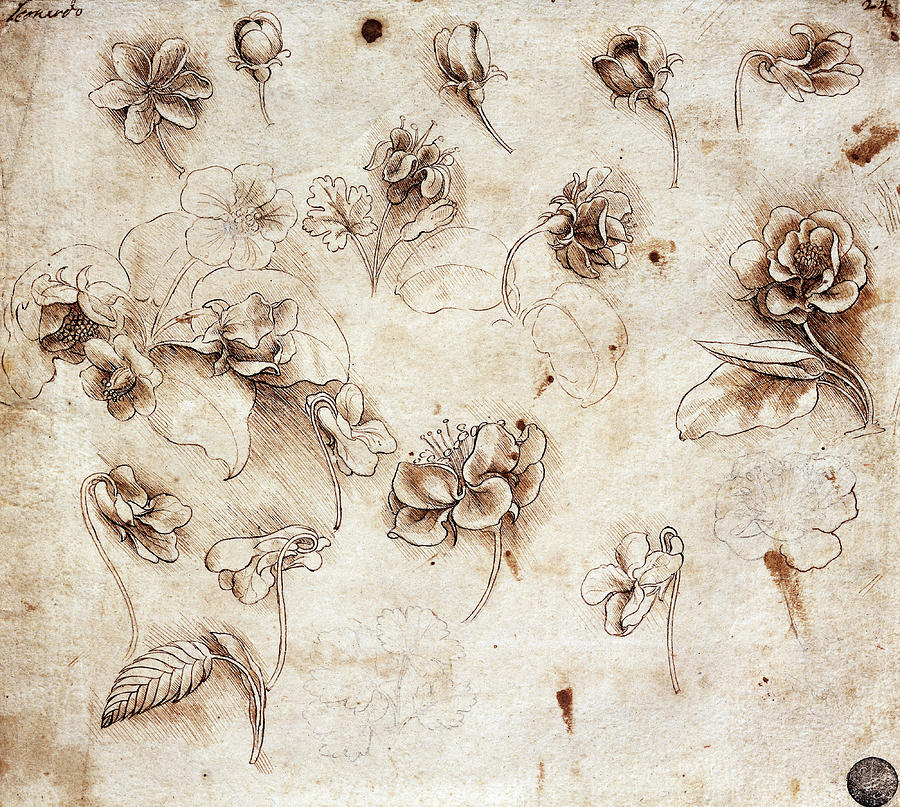 Leonardo Da Vinci Painting - Flowers #1 by Leonardo da Vinci