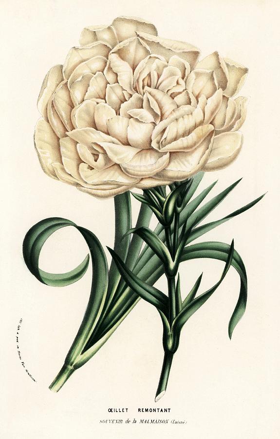Flowers of the Gardens and Hothouses of Europe, Ghent, Belgium, 1857. #1 Drawing by Album Flowers of the Gardens and Hothouses of Europe, Ghent, Belgium, 1857. #1 Drawing by Album